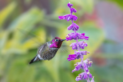 Hummer & Flowers