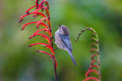 Bushtit