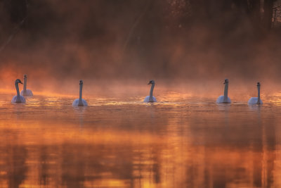 Morning Fire