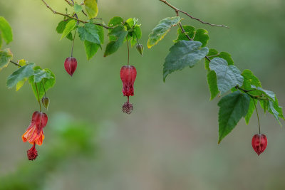 Red Bells