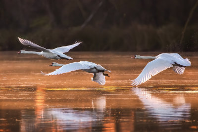 Morning Flight