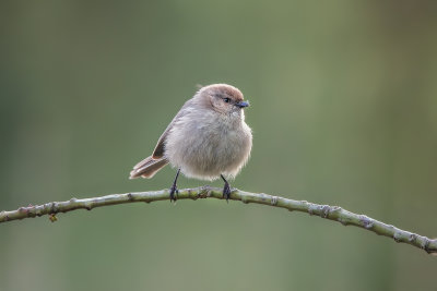 Bushtit