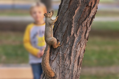 Squirrel & Boy