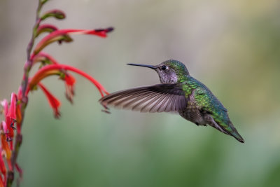 Hummer