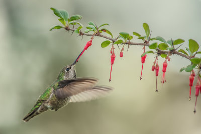 Hummer & Flowers