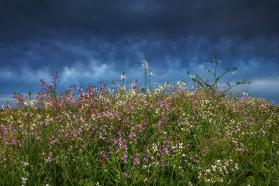 Blooming under Stormy Sky