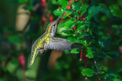 Hummer