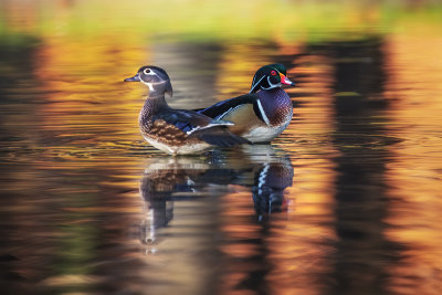Wood Duck Couple