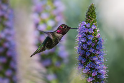 Hummer