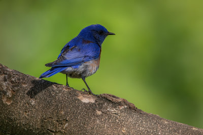Bluebird