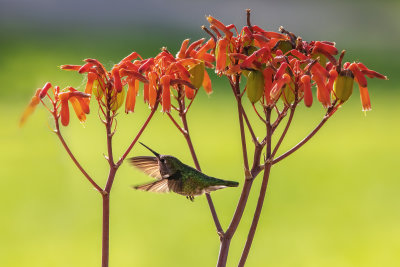 Hummer & Flowers