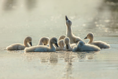 Baby Swans