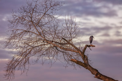 Tree & Heron