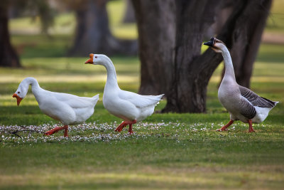 Geese
