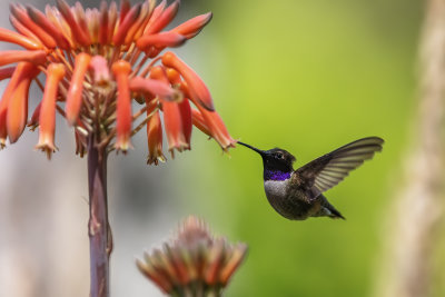 Black-chinned Hummingbird