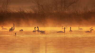 Morning Light