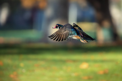 Wood Duck in Flight