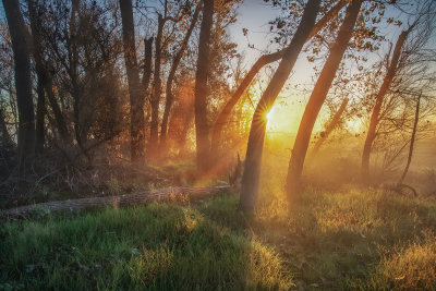 Foggy Morning