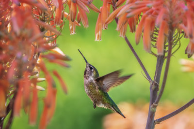 Hummer & Flowers