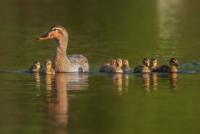 Duck Family