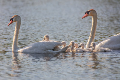 Swan Family