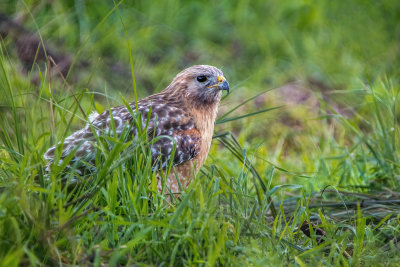 Red-shouldered Hawk