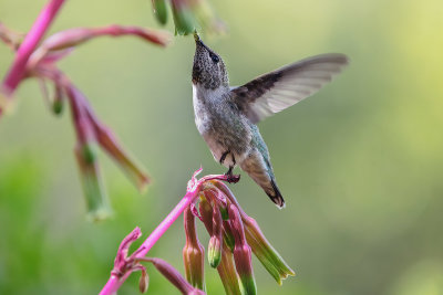 Hummer & Flowers