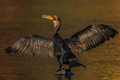 Cormorant