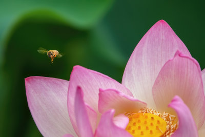 Lotus Flower & Bee