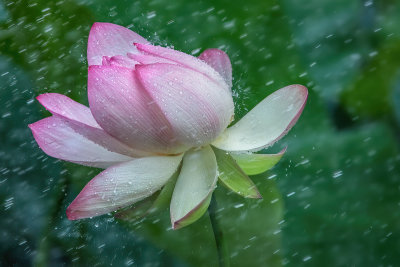 Waterlily