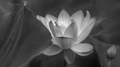 Waterlily