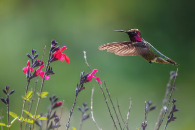 Hummer & Flowers