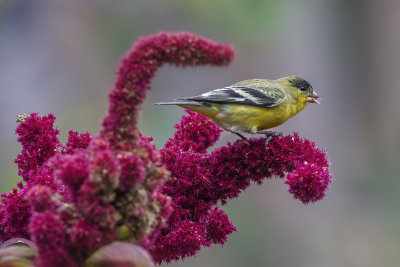 Goldfinch