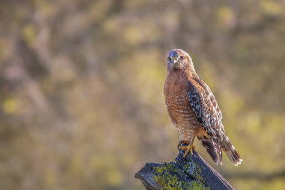 Red-shouldered Hawk