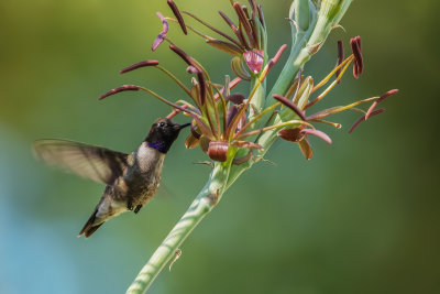 Black-chinned Hummingbird