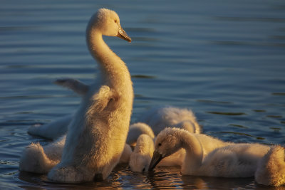 Baby Swans