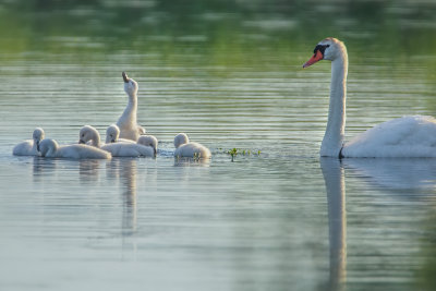 Swans