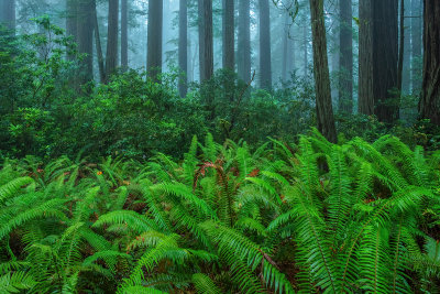 Fern in Redwoods