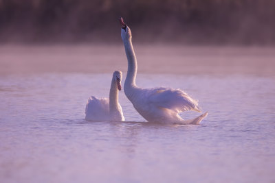 Morning Swans