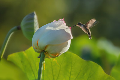 Hummer on Waterlily