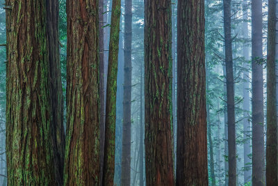 Redwoods