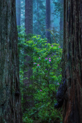 Blooming in Redwoods