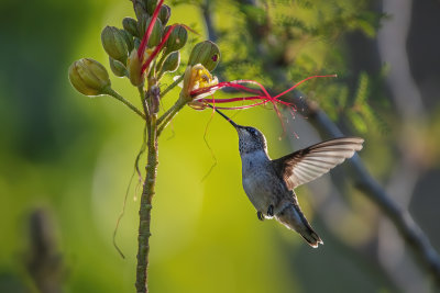 Hummer & Flowers