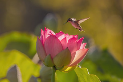 Hummer on Waterlily