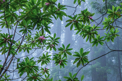 In Redwoods