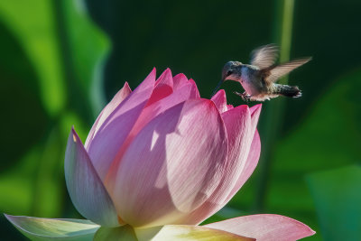 Hummer on Waterlily