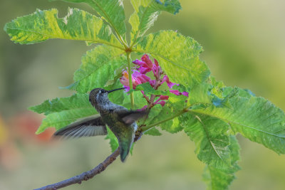 Hummer & Flowers