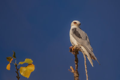 White-tailed Kite