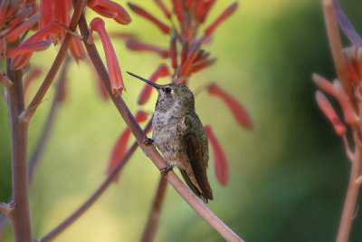 Hummer & Flowers