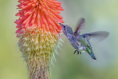 Hummingbird